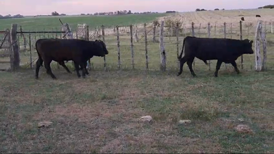 Lote TOROS