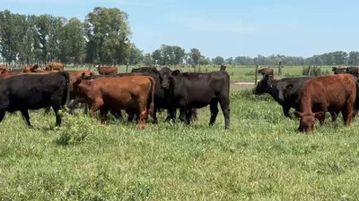 Lote 160 Terneras