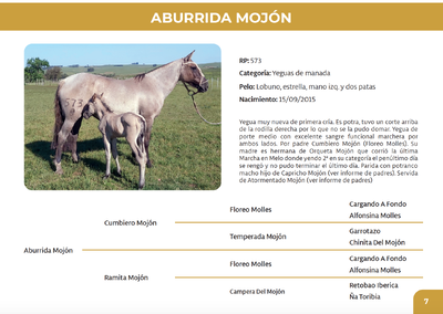 Lote Aburrida Mojón (RP 573)