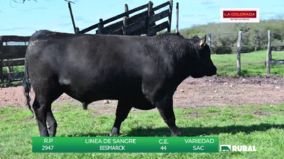 Lote TOROS BLACK ANGUS