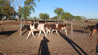 Lote 22 Terneros
