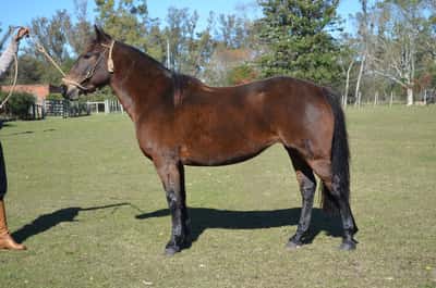 Lote Princesa del Paso