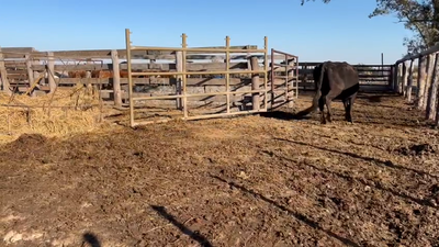 Lote 16 Vacas C/ cria Braford, Brangus y sus cruza en Tacural, Santa Fe