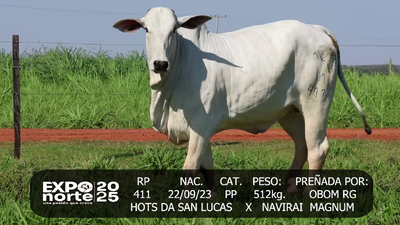 Lote NORDESTE