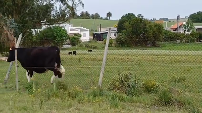 Lote Vaquillonas preñadas HOLANDO en ZONA FRANCA - COLONIA SUIZA