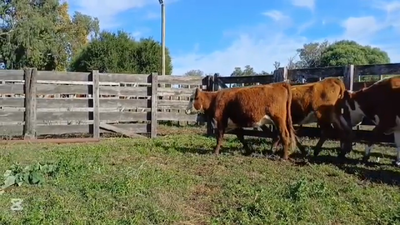Lote VACAS DE INVERNADA