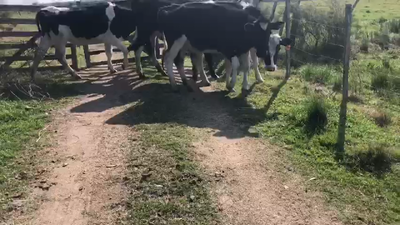 Lote 4 Novillos Holando 230kg -  en Laurel