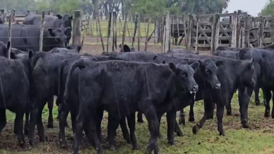 Lote 45 Terneros