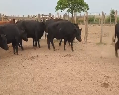 Lote 48 Vacas CUT preñadas en Anguil, La Pampa