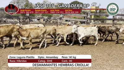 Lote Insp 101