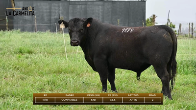 Lote Rp 1178 - Angus La Carmelita