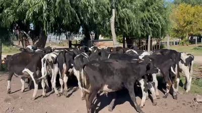 Lote 28 Terneros HOLANDO 150kg - , San José