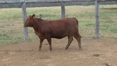 Lote VAQUILLA - BRANGUS ROJO