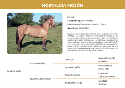 Lote Nostalgia Mojón (RP 554)
