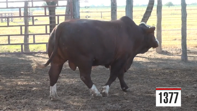 Lote Braford