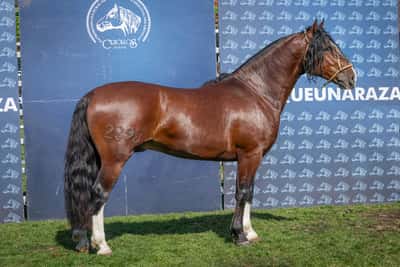 Lote DEL SILENCIO PROMOTOR