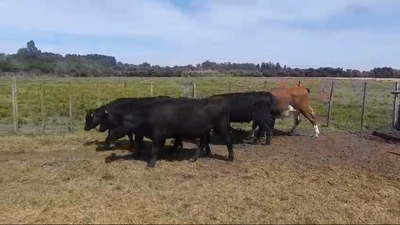 Lote NOVILLOS 1 A 2 AÑOS