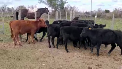 Lote TERNEROS