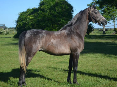 Lote MADRILEÑO HLM