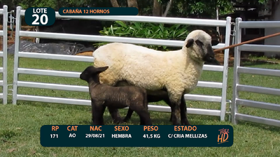 Lote LOTE 20