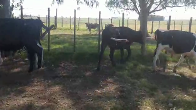 Lote 16 Terneros HOLANDO 210kg - , San José