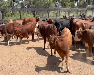 Lote 100 Terneras en Juan José Castelli, Chaco