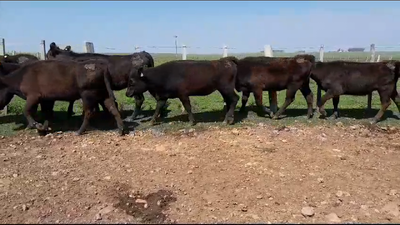 Lote 9 Vaquillonas más de 2 años 9 AA 259kg -  en PALMA SOLA