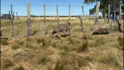 Lote CORDEROS Y CORDERAS