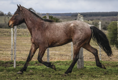 Lote SAN CONO LA FLECHILLA