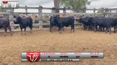 Lote LOTE 19