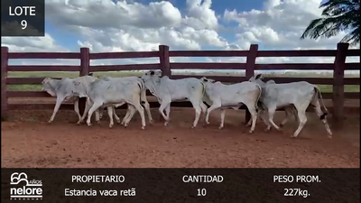 Lote LOTE 9