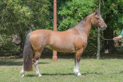 Lote Yubely Timbera