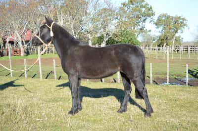 Lote ESPINOSA DEL QUEGUAY