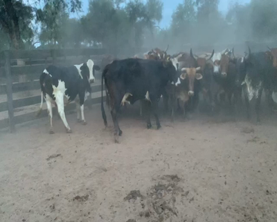 Lote 35 Vacas nuevas Preñadas en Juan José Castelli, Chaco