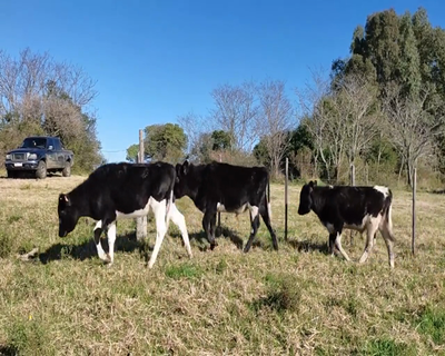 Lote (Vendido)3 Novillos 1 a 2 años HO 175kg - , Colonia