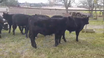 Lote (Vendido)7 Terneros AA 247kg -  en Juan Gonzalez