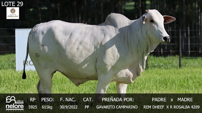 Lote LOTE 29