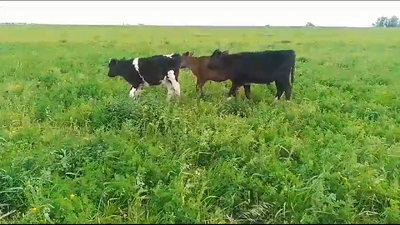 Lote 3 Terneros Holando en Libertad