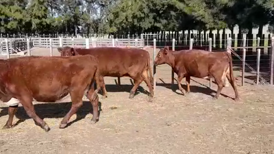 Lote (Vendido)3 Vacas de Invernada 440kg -  en CONCORDIA