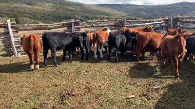 Lote 35 Ternera en Chile Chico, XI Región Aysén