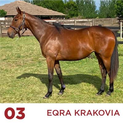 Lote EQRA KRAKOVIA (OPEN CHAVO -  LOVELOCKS SHARAPOVA)