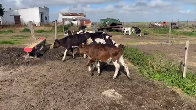 Lote 13 Terneros Holando 90kg -  en Berrondo