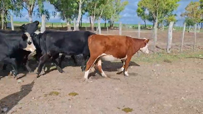 21 Vaquillonas 1 a 2 años Angus y caretas 328kg - , Colonia