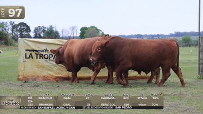 Lote LOTE 97 - EN VIVO