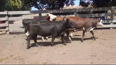 Lote (Vendido)5 Terneras CRUZAS 205kg -  en AGRACIADA