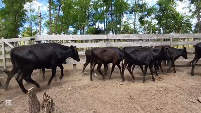 Lote TERNERAS