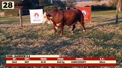 Lote LOTE 28