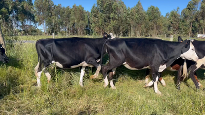 Lote VAQUILLONAS 1 a 2 AÑOS