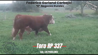 Lote TORO PI POLLED HEREFORD en OMBUES DE LAVALLE