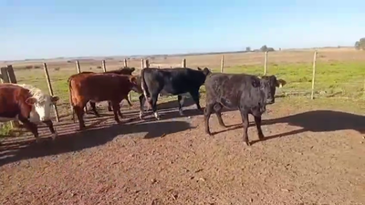 Lote VAQUILLONAS